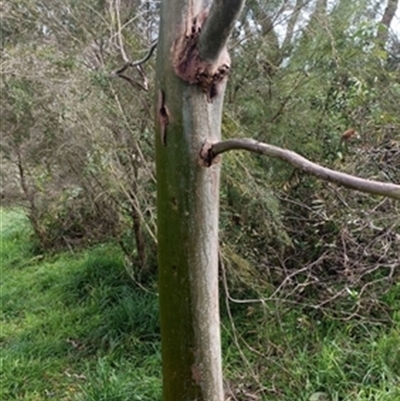 Corymbia torelliana at  - suppressed by jason_john