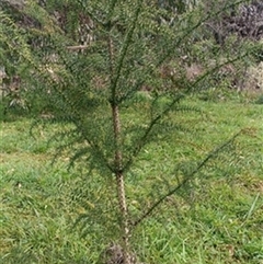Araucaria cunninghamii by jason_john