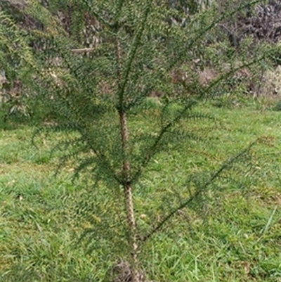 Araucaria cunninghamii at  - suppressed by jason_john