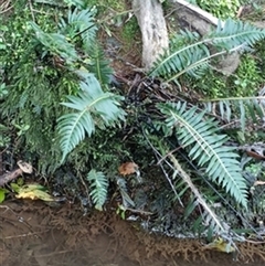 Blechnum nudum by jason_john