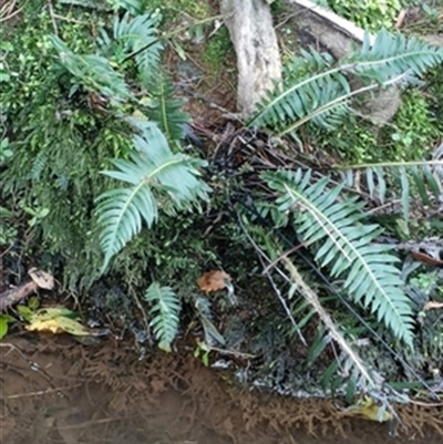 Blechnum nudum at  - suppressed by jason_john