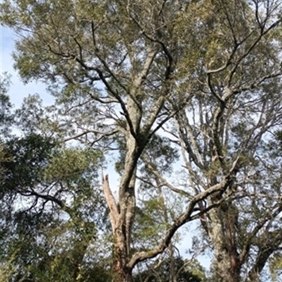 Acacia melanoxylon at  - suppressed by jason_john