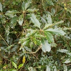 Pittosporum undulatum by jason_john