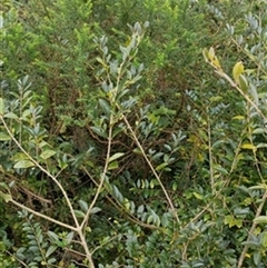 Kunzea ambigua by jason_john