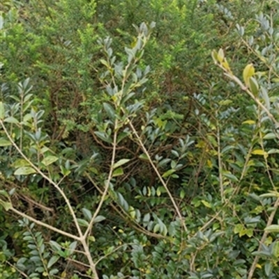 Kunzea ambigua at  - suppressed by jason_john
