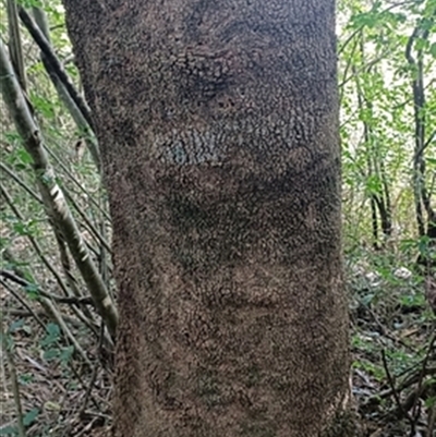Banksia (genus) at  - suppressed by jason_john