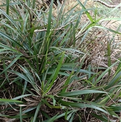 Dianella (genus) at  - suppressed by jason_john
