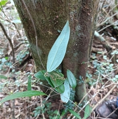 Smilax australis at  - suppressed by jason_john