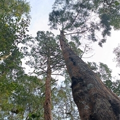 Araucaria cunninghamii by jason_john