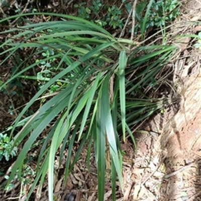 Dianella (genus) at  - suppressed by jason_john