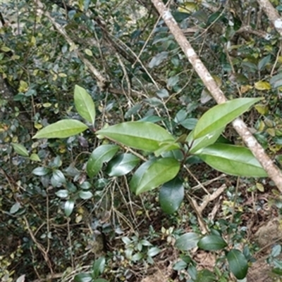 Ligustrum lucidum at  - suppressed by jason_john