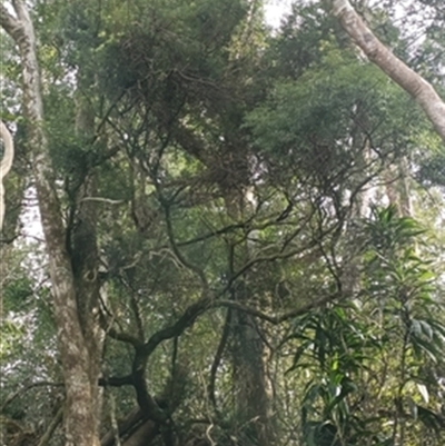 Acrotriche aggregata at  - suppressed by jason_john