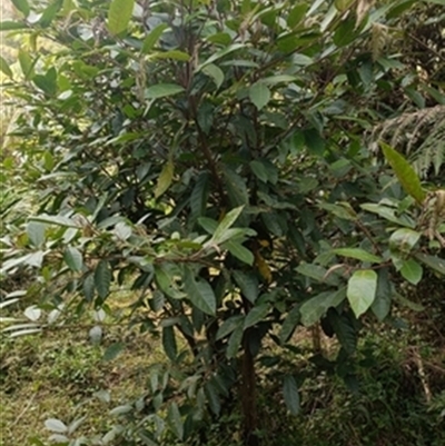 Ficus coronata at  - suppressed by jason_john