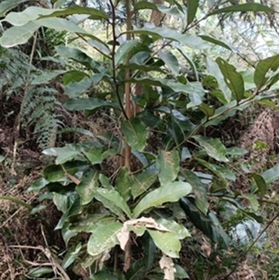Cryptocarya obovata at  - suppressed by jason_john