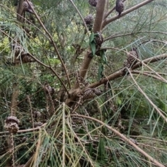 Hakea (genus) by jason_john