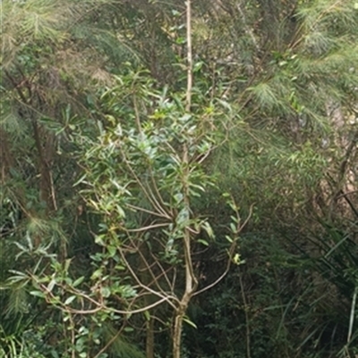 Hymenosporum flavum at  - suppressed by jason_john