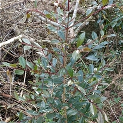 Syzygium paniculatum at  - suppressed by jason_john