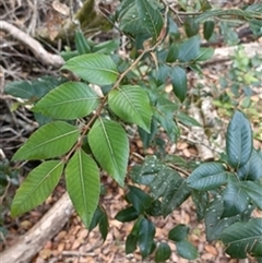 Nothofagus moorei (Antarctic Beech) at Megan, NSW - 23 Jun 2025 by jason_john