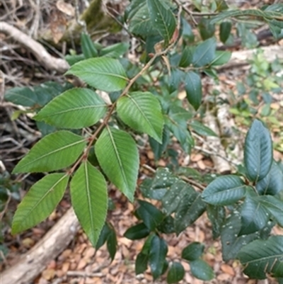 Nothofagus moorei (Antarctic Beech) at Megan, NSW - 23 Jun 2025 by jason_john