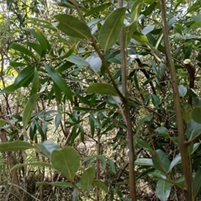 Cryptocarya glaucescens at  - suppressed by jason_john