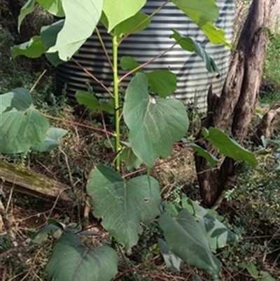 Homalanthus populifolius at  - suppressed by jason_john