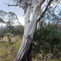 Eucalyptus pauciflora by jason_john