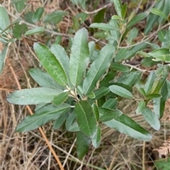 Olearia oppositifolia by jason_john