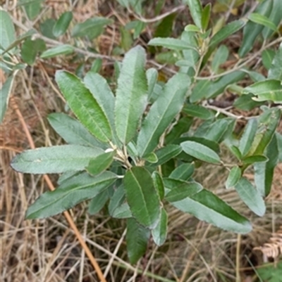 Olearia oppositifolia at  - suppressed by jason_john