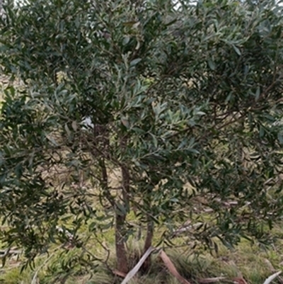 Acacia melanoxylon at  - suppressed by jason_john