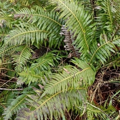 Blechnum nudum at  - suppressed by jason_john
