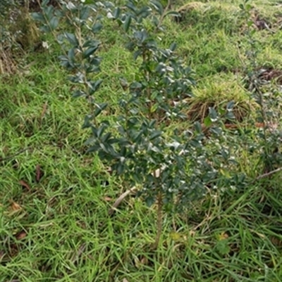 Ligustrum sinense at  - suppressed by jason_john