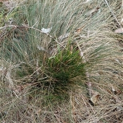 Poa sieberiana by jason_john