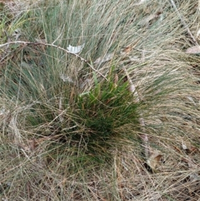 Poa sieberiana at  - suppressed by jason_john