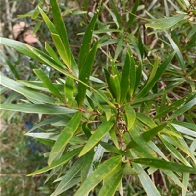 Persoonia (genus) at  - suppressed by jason_john
