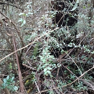 Pittosporum multiflorum at  - suppressed by jason_john