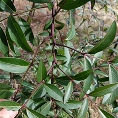 Polyscias sambucifolia by jason_john