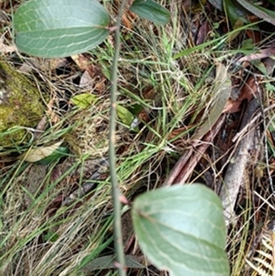 Smilax australis at  - suppressed by jason_john