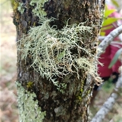 Usnea sp. (genus) (Bearded lichen) at Deer Vale, NSW - 1 Jul 2025 by jason_john
