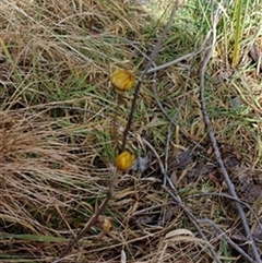 Xerochrysum sp. by jason_john
