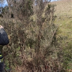 Leptospermum (genus) by jason_john