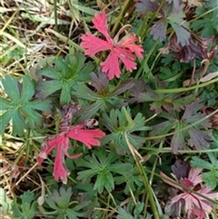 Geranium potentilloides by jason_john