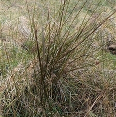 Juncus (genus) (A Rush) at Deer Vale, NSW - 1 Jul 2025 by jason_john