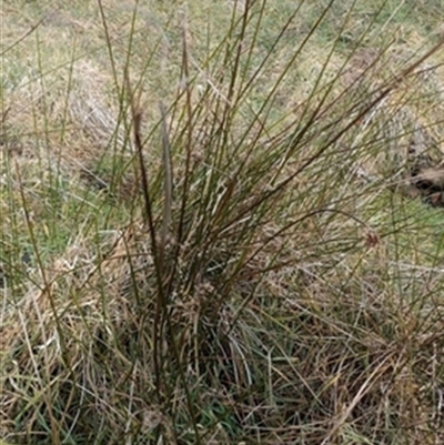 Juncus (genus) (A Rush) at Deer Vale, NSW - 1 Jul 2025 by jason_john