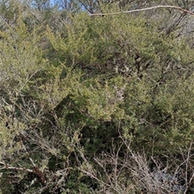Leptospermum polygalifolium at  - suppressed by jason_john