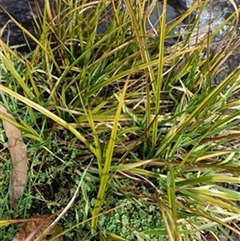 Carex (genus) by jason_john