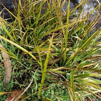 Carex (genus) at  - suppressed by jason_john