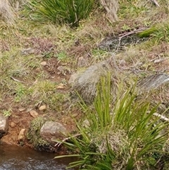 Lomandra longifolia (Spiny-headed Mat-rush, Honey Reed) at Deer Vale, NSW - 1 Jul 2025 by jason_john