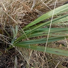 Dianella (genus) by jason_john