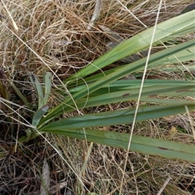 Dianella (genus) at  - suppressed by jason_john
