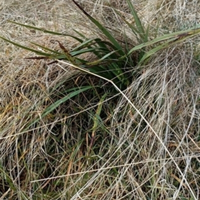 Dianella (genus) at  - suppressed by jason_john